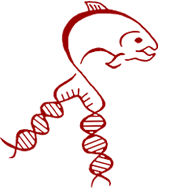 gmo_fish2