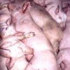 Hog Hell?