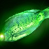 Radioactive Fish,Rice and more! Yummy.