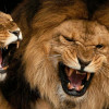 x-lion-background